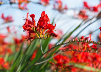 Crocosmia