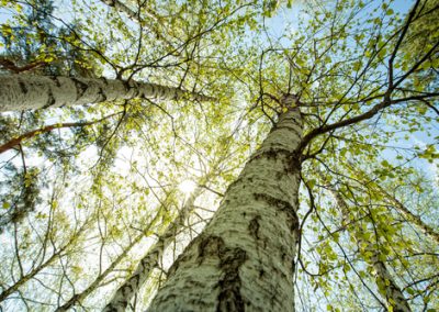 Petits arbres à écorce colorée