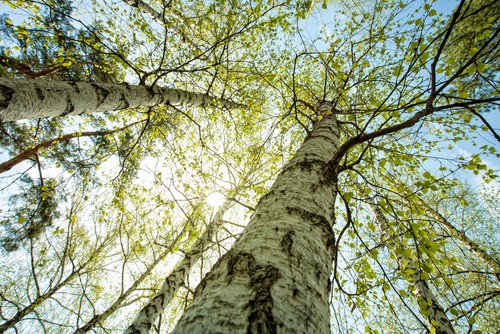 Petits arbres à écorce colorée