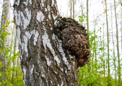 Alertes aux nouvelles maladies des arbres !