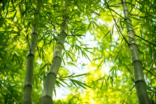 5 secrets pour mater les bambous