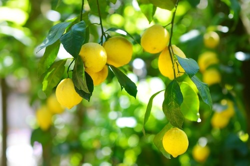 Comment avoir un beau citronnier