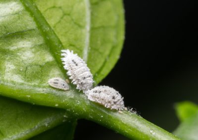 Vos plantes d’intérieurs ont des chochenilles…