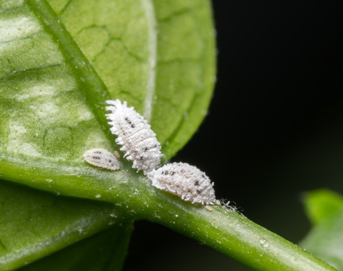 Vos plantes d’intérieurs ont des chochenilles…