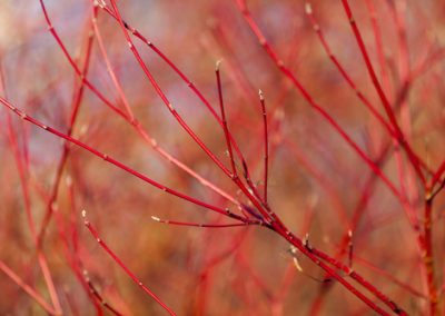 Le cornouiller du japon illumine les petits jardins