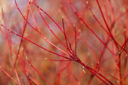 Le cornouiller du japon illumine les petits jardins