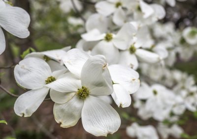 Les cornouillers à grandes fleurs