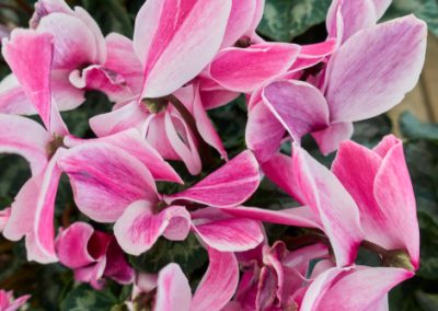 Le cyclamen