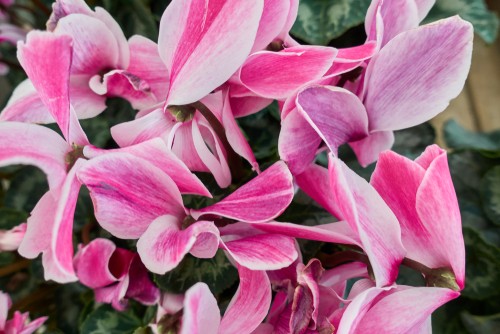 Le cyclamen