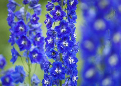 Delphinium, les dauphinelles ou pieds-d’alouette