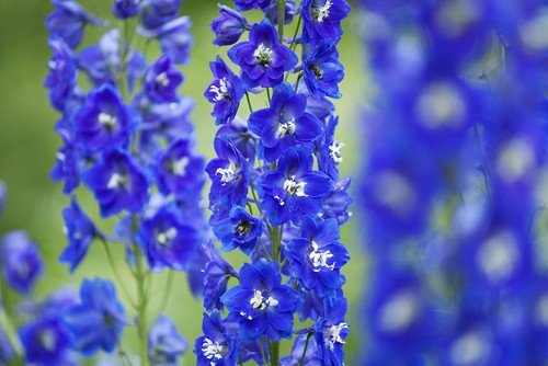 Delphinium, les dauphinelles ou pieds-d’alouette