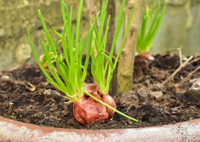 L’échalote, une saveur raffinée indispensable au jardin.