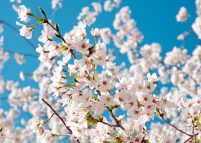 Les Cerisiers à Fleurs