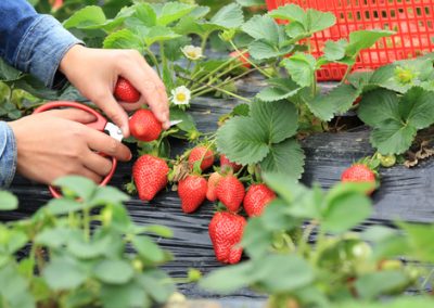 Des petits fruits pour tous les jardins