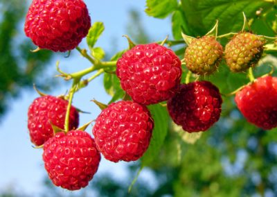 Framboises rouges ou dorées