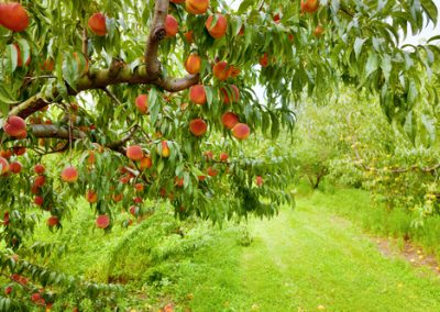 Fruitiers en racines nues