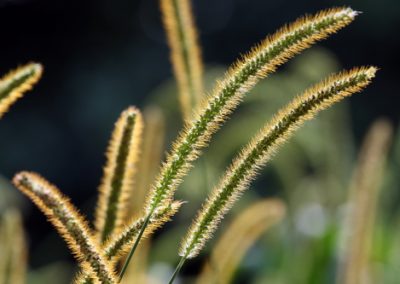 Des graminées pour animer l’hiver