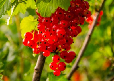 Les groseillers rouges ou blanc