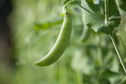 Semez des haricots verts