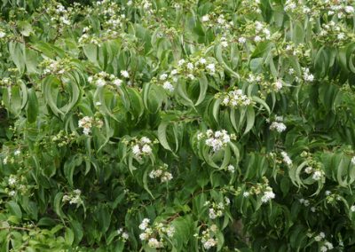 Heptacodium