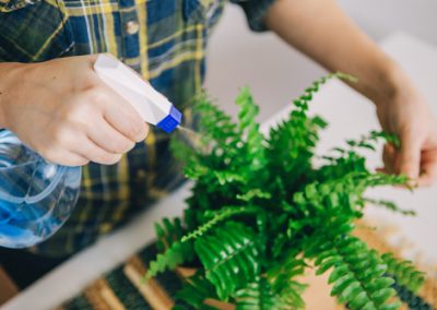 Comment garder l’humidité des plantes ?