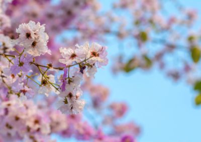 Lagerstroemia un été de toutes les couleurs