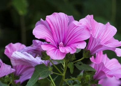 Fleurs sans souci pour jardin de vacances : La lavatére