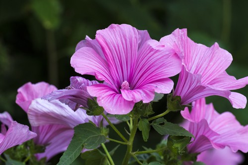 Fleurs sans souci pour jardin de vacances : La lavatére