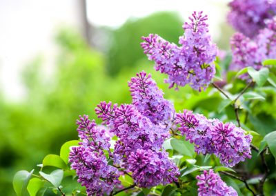 Taillez les lilas après la floraison