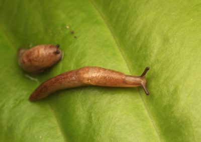 SOS aux limaces sur les Hostas