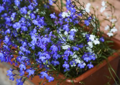 Jardinières et suspensions : Les reines de l’ombre