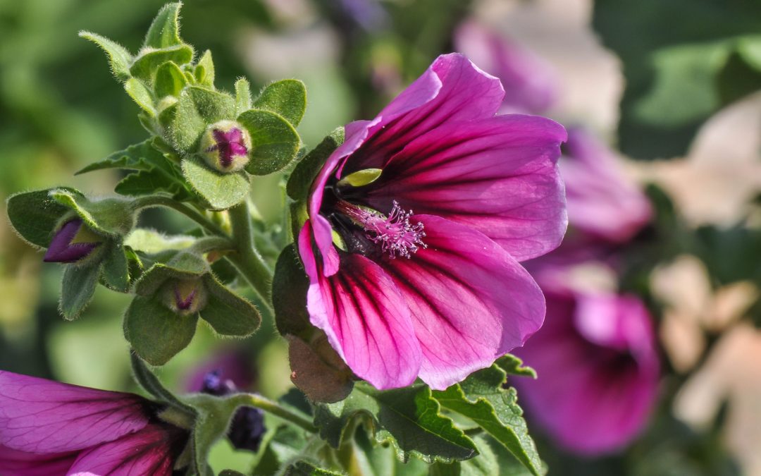 La mauve en arbre : l’hibiscus ou althéa