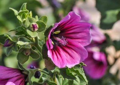 La mauve en arbre : l’hibiscus ou althéa