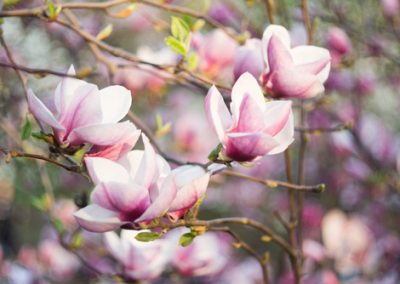 Magnolia pour votre jardin