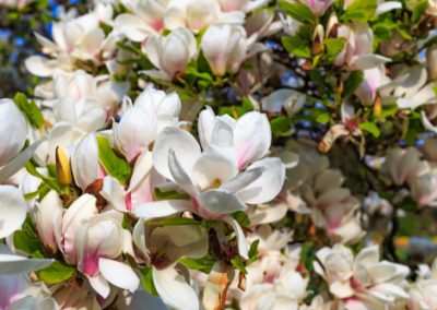 Séduisants les Magnolias