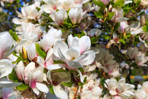 Séduisants les Magnolias