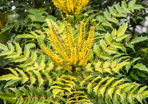 Les mahonias, soleils de l’hiver