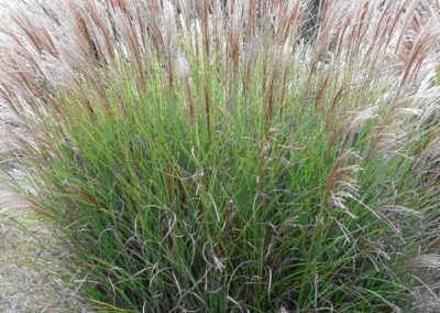 À propos des miscanthus