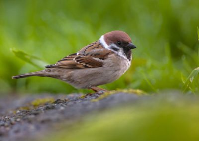 Les oiseaux communs