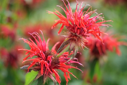 La monarde et l’hélénium