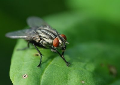 La mouche mineuse, sa vie, son oeuvre