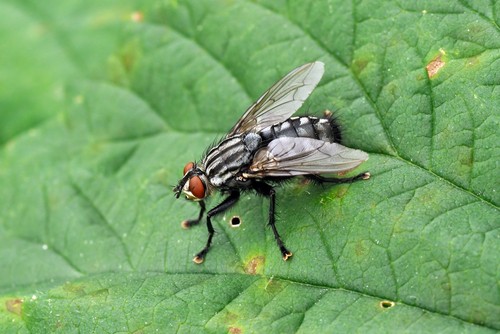 Lutter contre la mouche mineuse du poireau