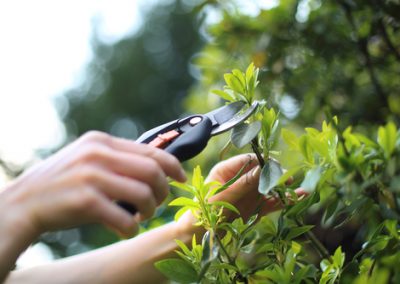 Nettoyage du jardin