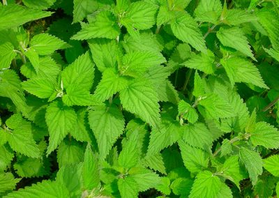 Les purins, un trésor pour le jardin