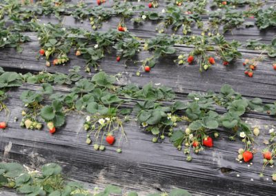 Paillage des fraises