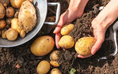 Planter les pommes de terre