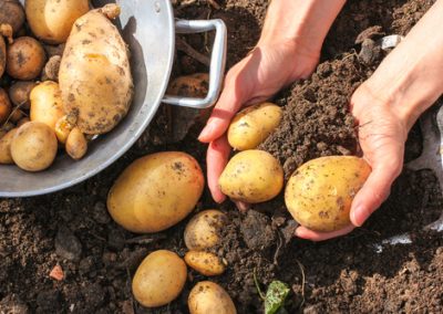 Zoom sur la pomme de terre