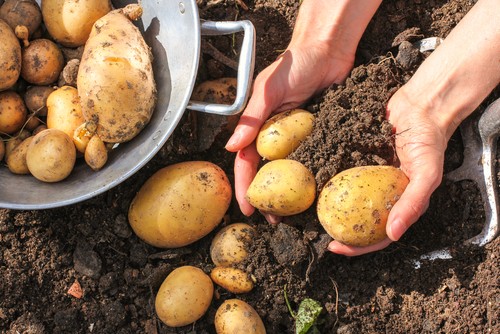 Zoom sur la pomme de terre