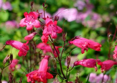 Le penstemon au petit soin