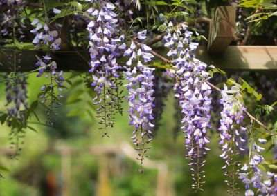 Aménager une pergola fleurie